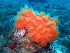 Aplidium elegans
