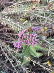 Pluchea odorata odorata