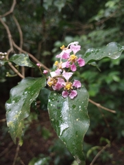 Malpighia glabra