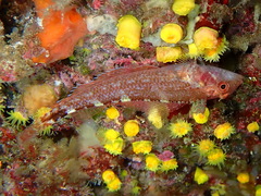 Tripterygion delaisi