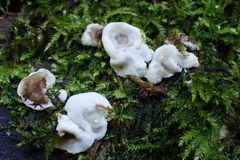 Kretzschmaria deusta