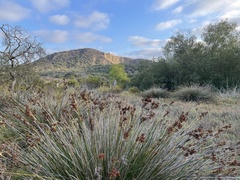 Juncus acutus leopoldii