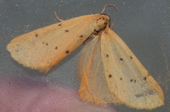 Setina irrorella