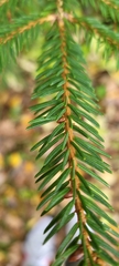 Picea abies