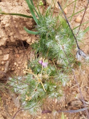 Pharnaceum elongatum