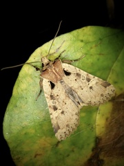 Rhynchaglaea scitula