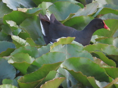 Gallinula chloropus meridionalis