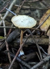 Pholiotina rugosa