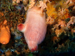 Halocynthia papillosa