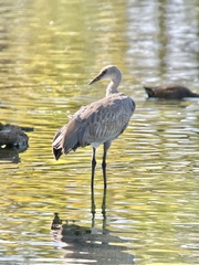Antigone canadensis