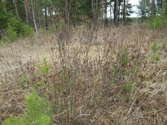 Rhododendron dauricum
