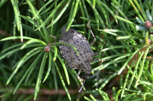 Halyomorpha halys