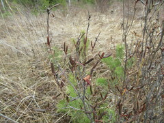 Rhododendron dauricum