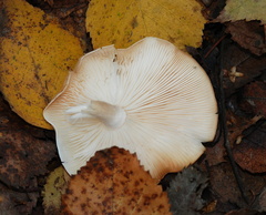 Lyophyllaceae
