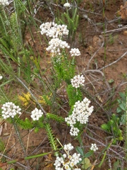 Helichrysum teretifolium