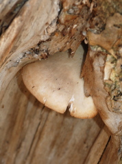 Lyophyllaceae