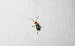 Paratriarius