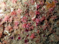 Miniacina miniacea