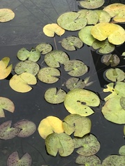 Nymphaea mexicana