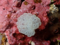 Botrylloides crystallinus