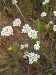Helichrysum teretifolium