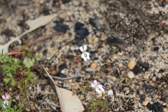 Stylidium calcaratum