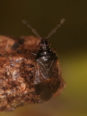 Brachysteles parvicornis