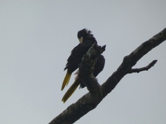 Psarocolius decumanus