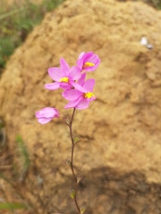 Ixia scillaris scillaris