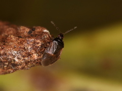 Brachysteles parvicornis
