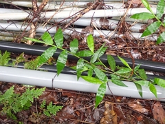 Oplismenus compositus