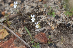 Stylidium calcaratum