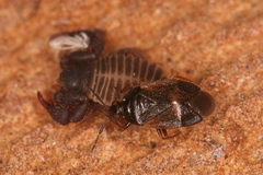 Brachysteles parvicornis
