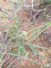 Struthiola ciliata