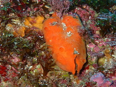 Arca noae
