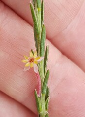 Struthiola ciliata