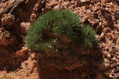 Anabasis cretacea