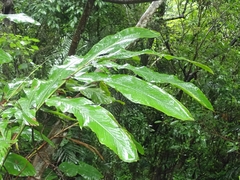 Alpinia uraiensis