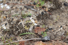 Stylidium calcaratum