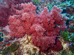 Sphaerococcus coronopifolius