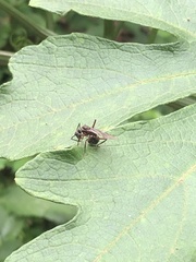 Dolichoderus attelaboides