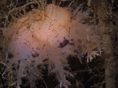 Dendronotus europaeus