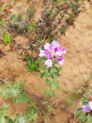 Psoralea decumbens
