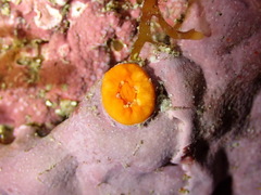 Balanophyllia regia