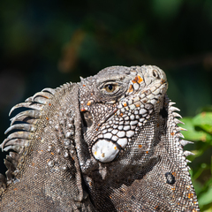 Iguana iguana iguana