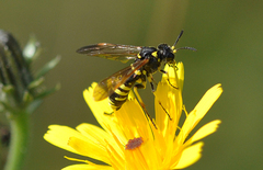 Tenthredo marginella