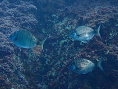 Diplodus puntazzo