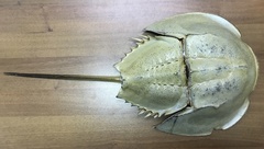 Tachypleus tridentatus