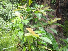 Ficus benguetensis