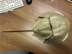 Tachypleus tridentatus